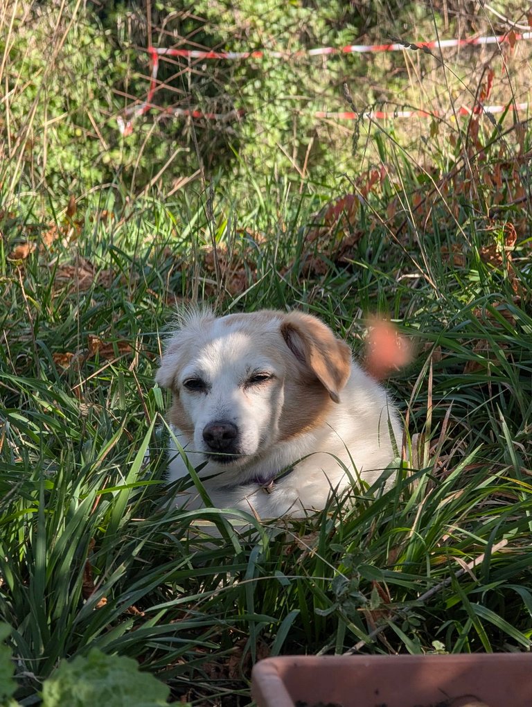 PHOTO: @bdog peeking from the tall grass, with the red-and-white tape of the field behind her