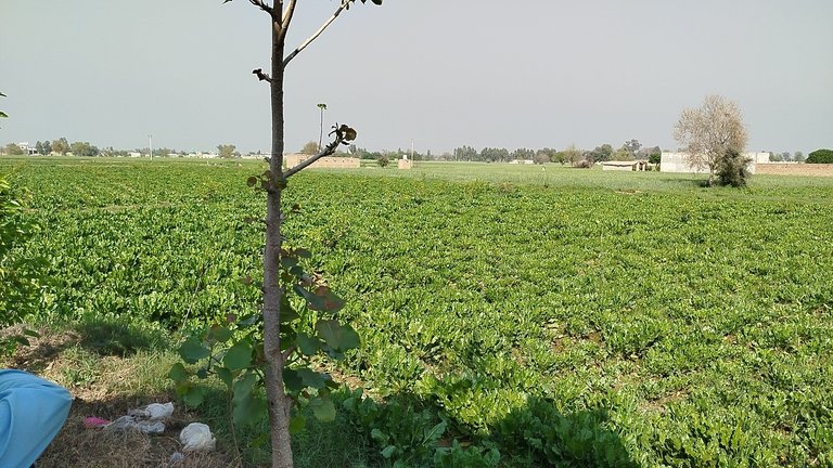 My Actifit Report Card: March 14 2026