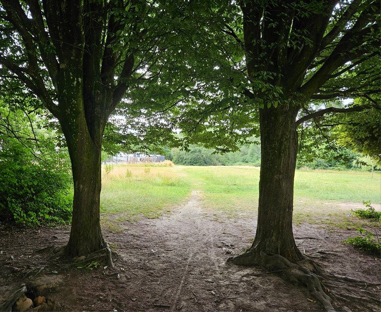 A damp ride : My Actifit Report Card: July 5 2025