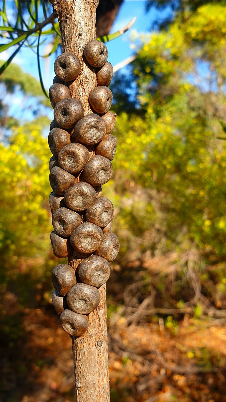 Seed Pods on Tree