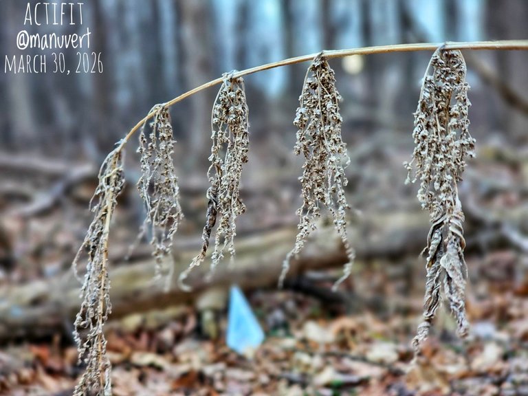 My Actifit Report Card: March 30 2026