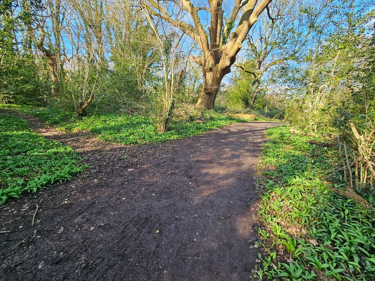 My Actifit Report Card: March 17 2026