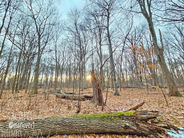 My Actifit Report Card: December 25 2025