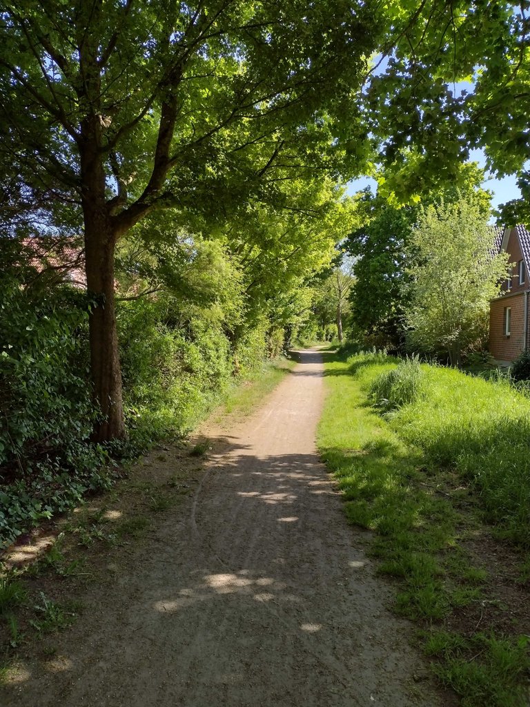 Mein Actifit-Bericht: Mai 26 2025