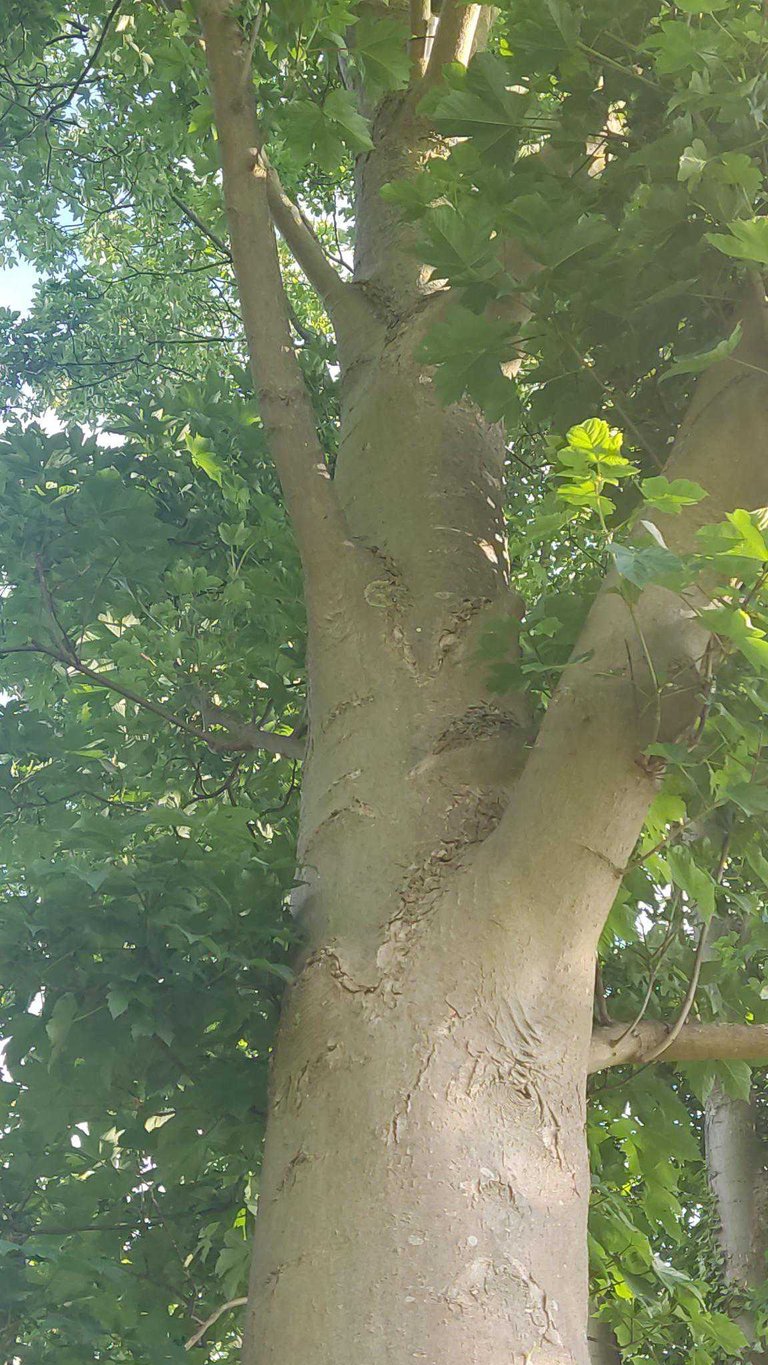 cache hidden above in the tree