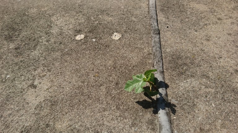 A tiny fig tree - growing in a crack in the concrete
