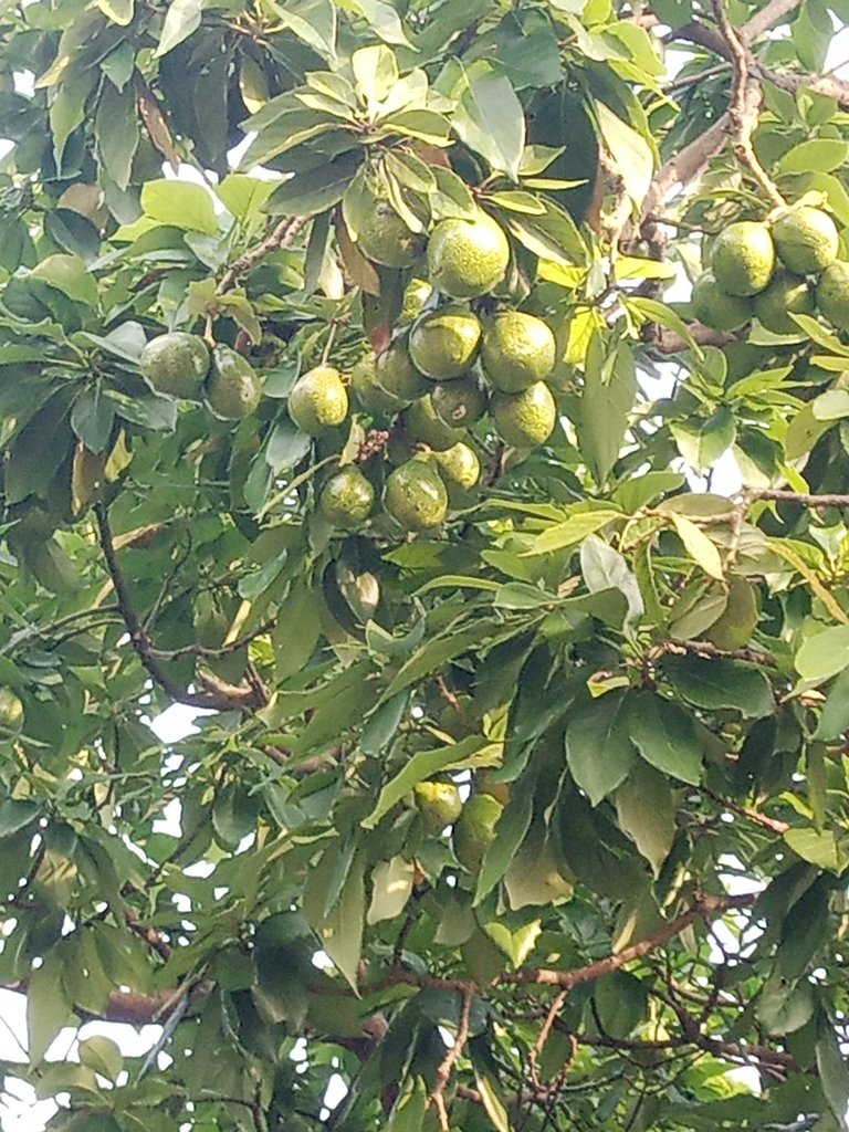 My Actifit Report Card: December 21 2025