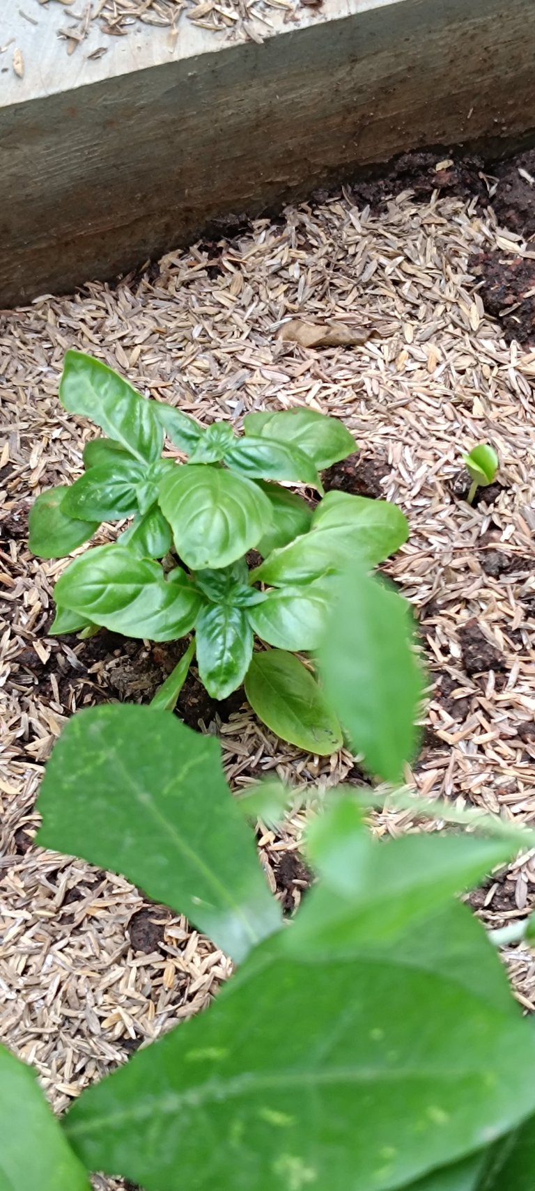Strange Little Sprout IRL 2