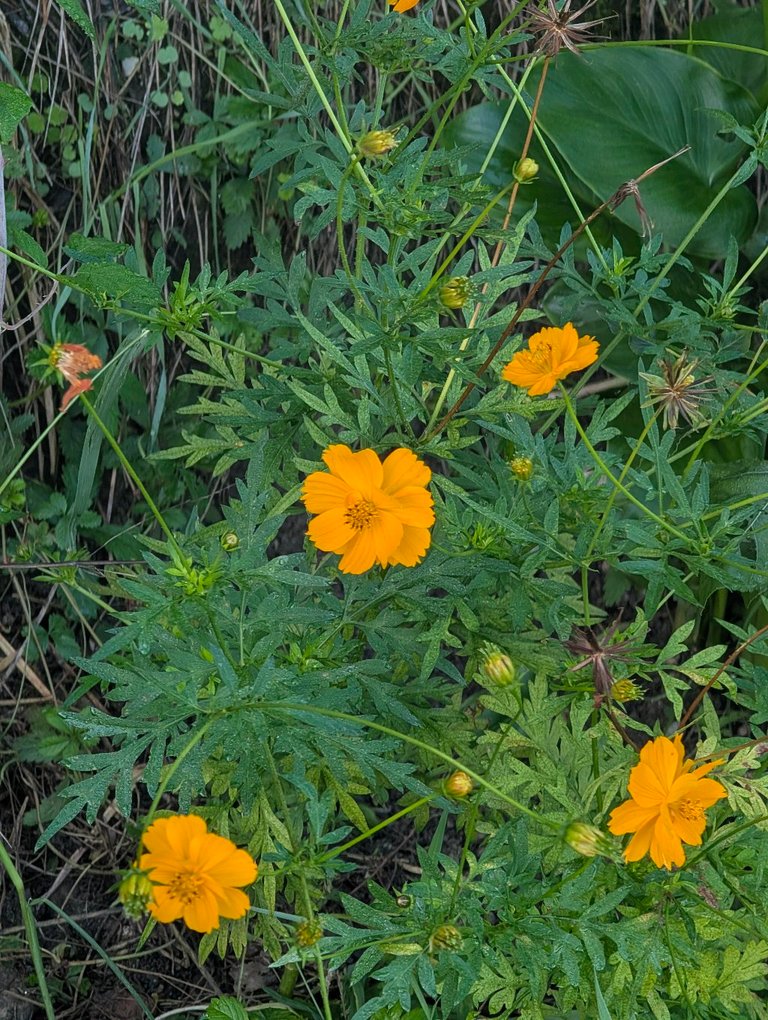PHOTO: autumn flowers starting to bloom