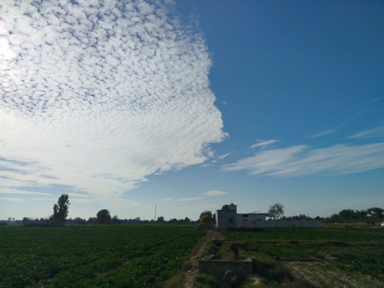 My Actifit Report Card: January 28 2026