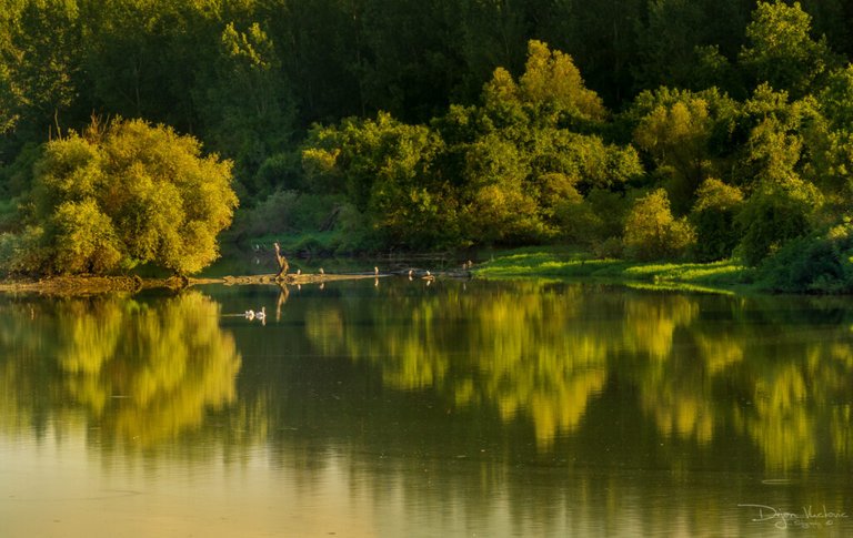 Danube wetlands on the left bank of Belgrade