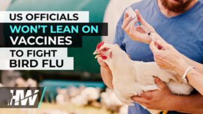 US OFFICIALS WON’T LEAN ON VACCINES TO FIGHT BIRD FLU