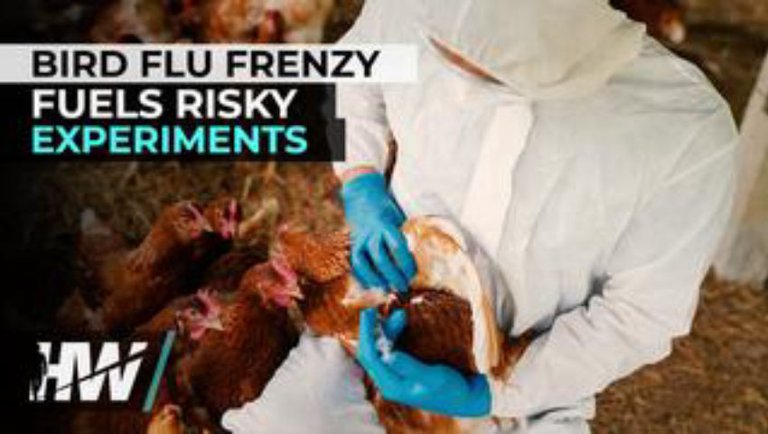 BIRD FLU FRENZY FUELS RISKY EXPERIMENTS