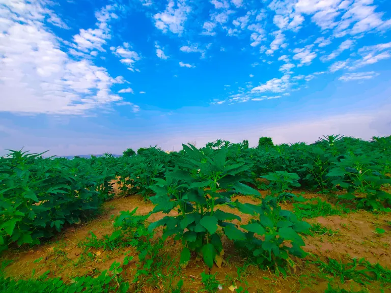 Natural beauty of the crops