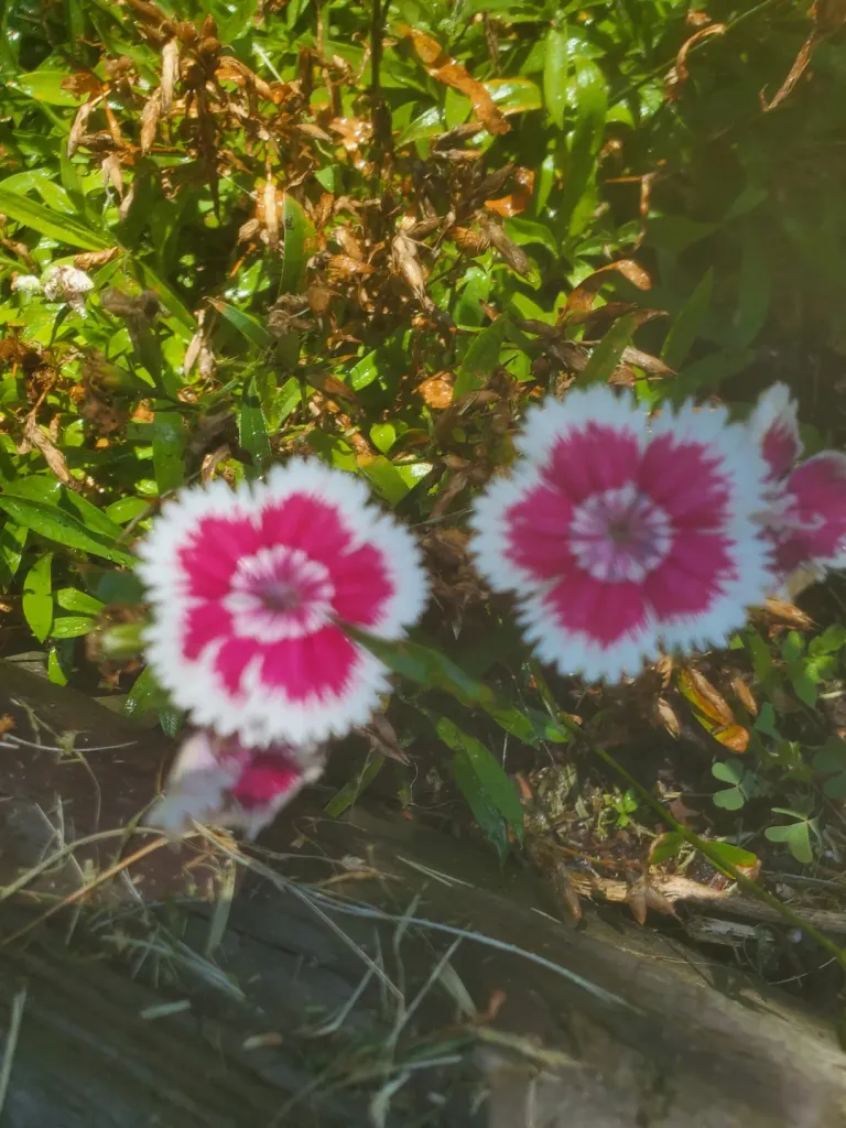 20200616_140019.jpg