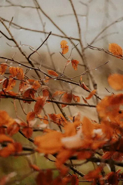 Photo by Eline Spee: https://www.pexels.com/photo/autumn-leaves-on-branches-in-soft-focus-30284240/