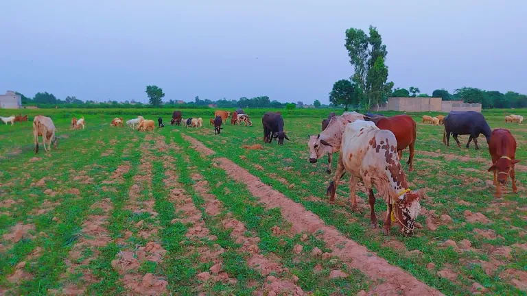 Beautiful environment of my village 