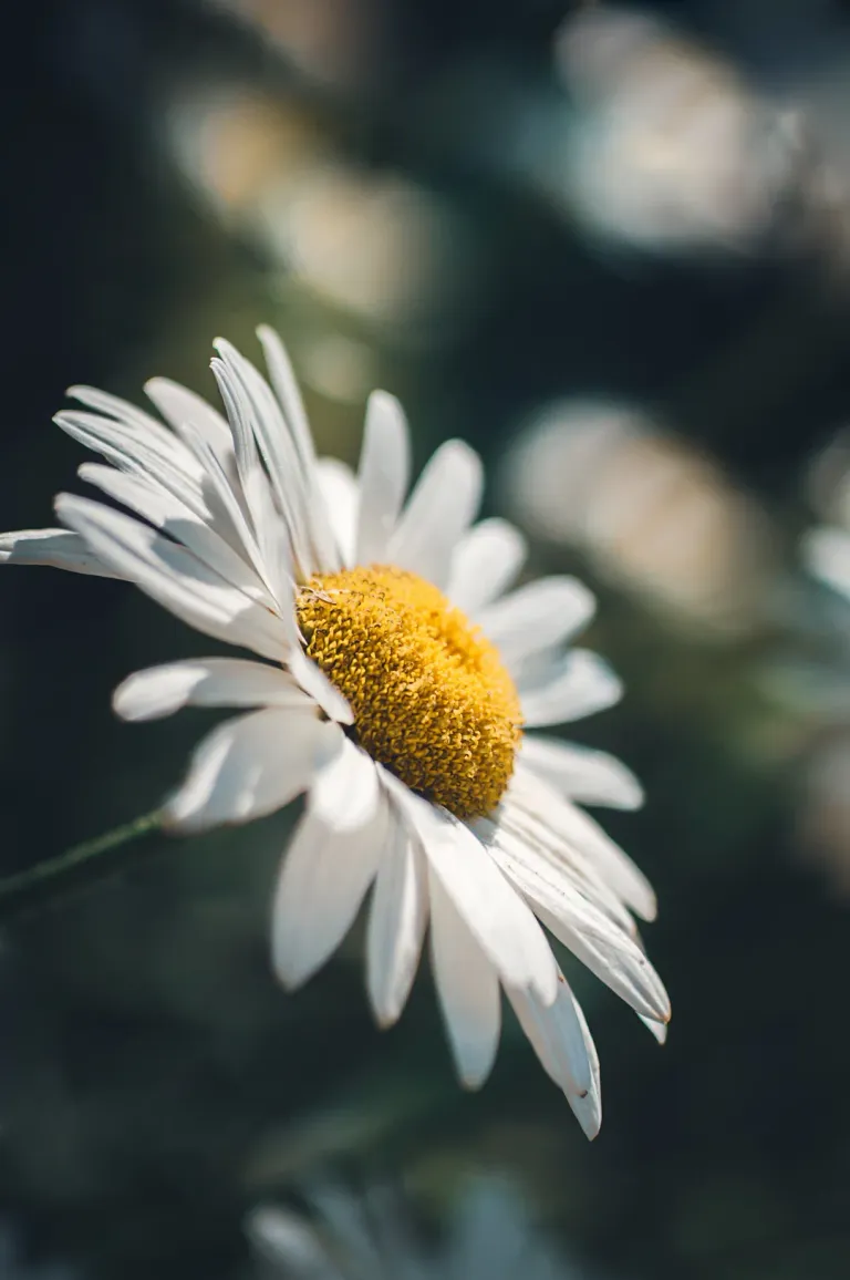 ruslansikunov-daisy-9920493.jpg