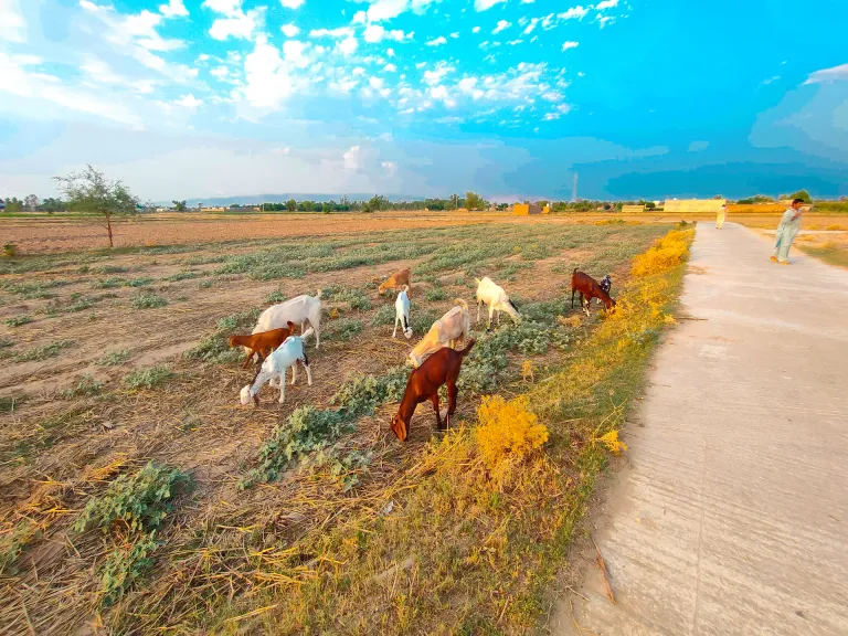 Natural beauty of village life 