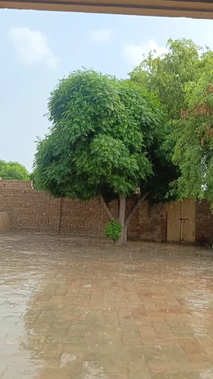 Today rain ☔ in my village 