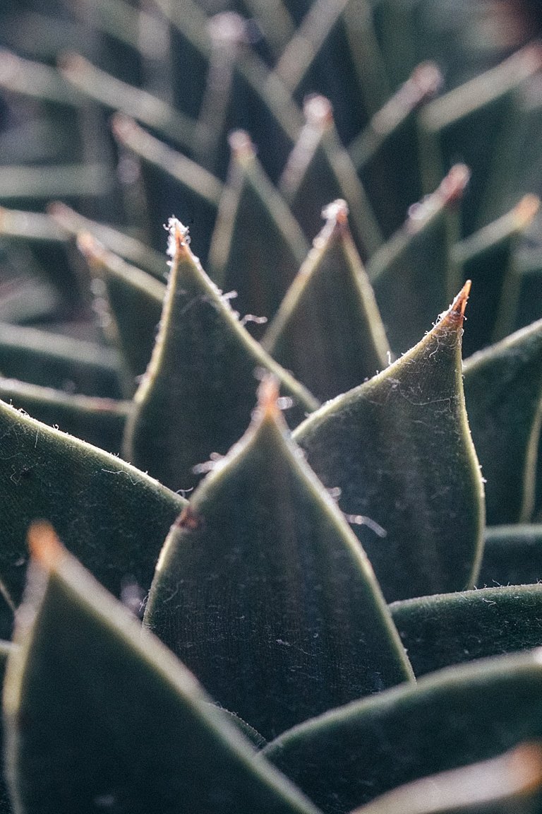 red tipped Succulent