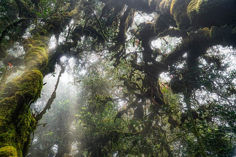 Mossy forest in Cameron Highlands looks like a movie scene