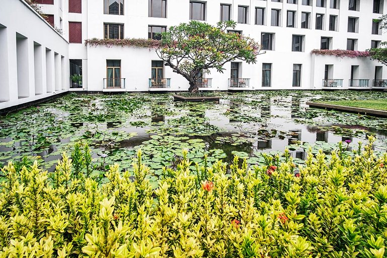 lotus garden at Sukhothai hotel