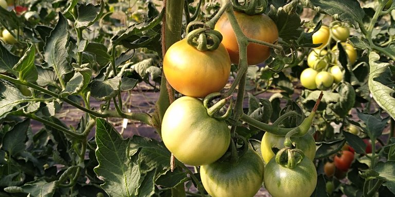 My Homesteading Journey - Tomato Cultivation