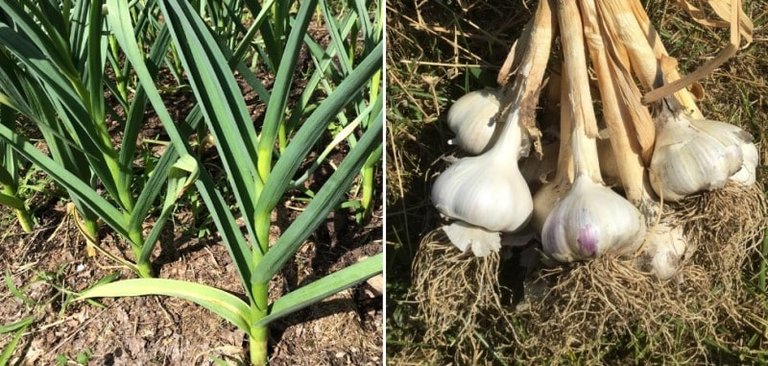 My Homesteading Journey - Garlic Cultivation