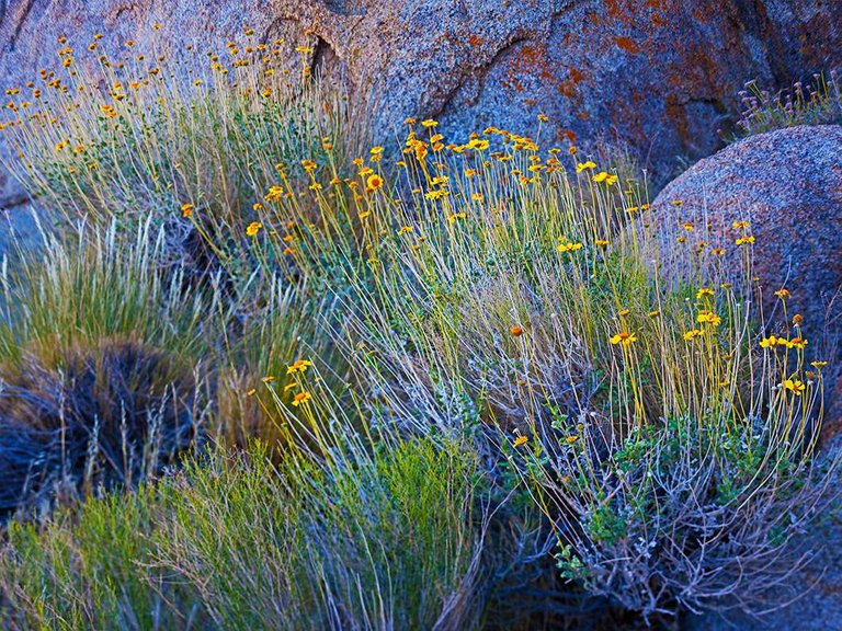 Brittel Bush is but one of many plants that thrive in the arrid landscapes of the Eastern Sierras.