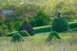 Working the Hay, Breb