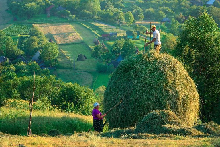 Stacking Hay Breb