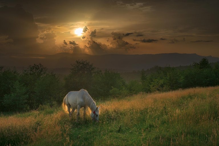 Sheep Station Horse