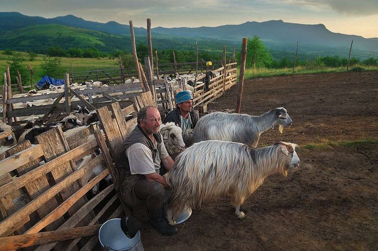 Shepherds Milking Sheep