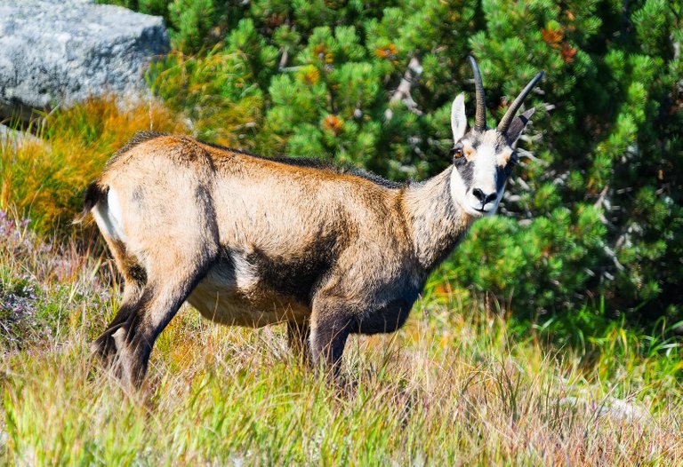 Slovakian Chamois