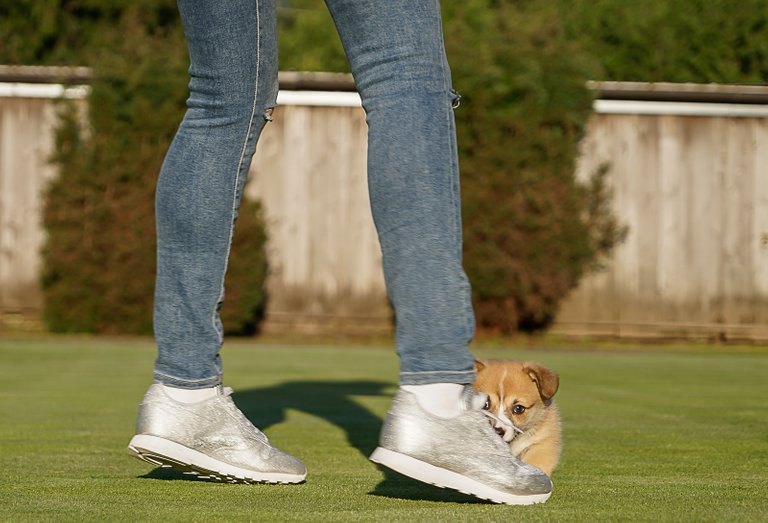 Pembroke Welsh Sable Corgi Lucky