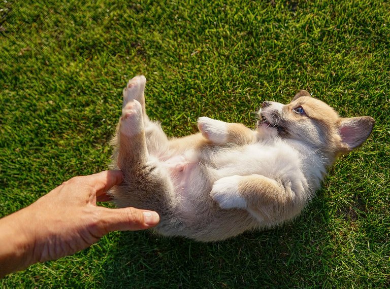 Pembroke Welsh Corgi