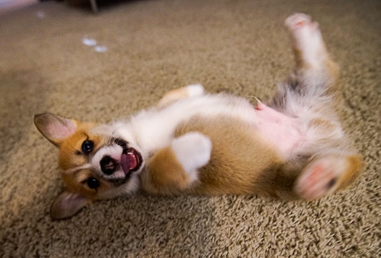 Lucky the Sable Corgi loves to play in the snow