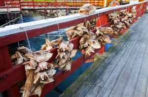 Drying Cod Heads in Nusfjord