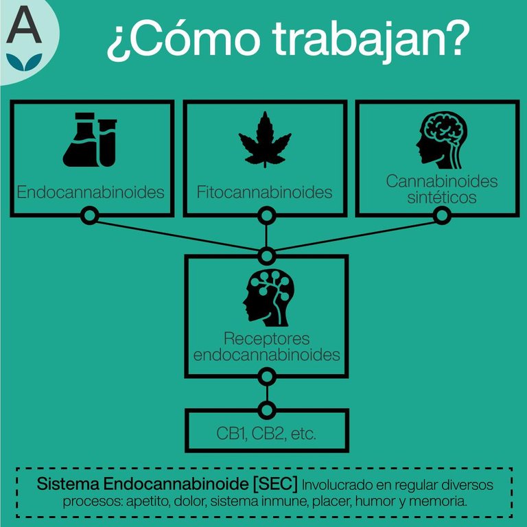 La anandamida, el principal endocannabinoide, se libera a partir