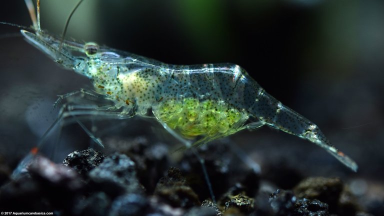 Ghost shrimp (Palaemonetes sp.)