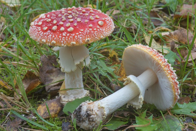 Red caps of fly agaric mushrooms (Amanita muscaria) on a lawn in Sosnovka Park. Saint Petersburg, Russia, September 16, 2017 from asergeev.com