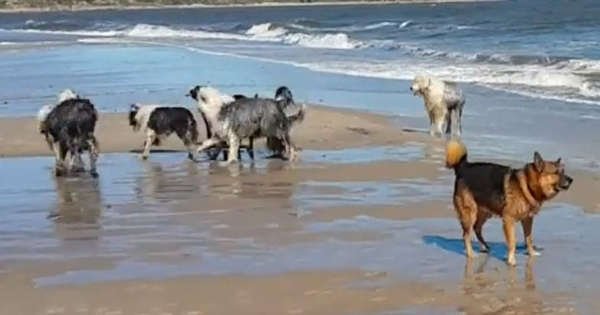 Hunde am Wasser
