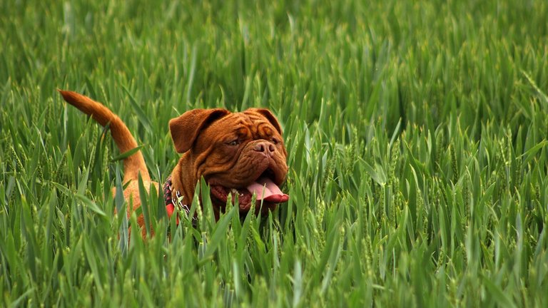 Mastiff Bordeaux