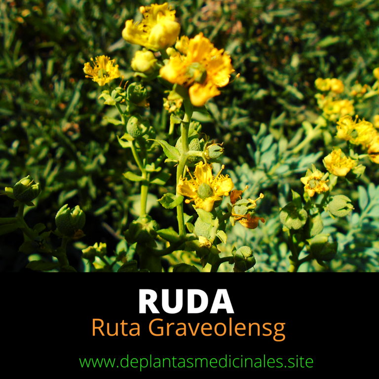 Ruda