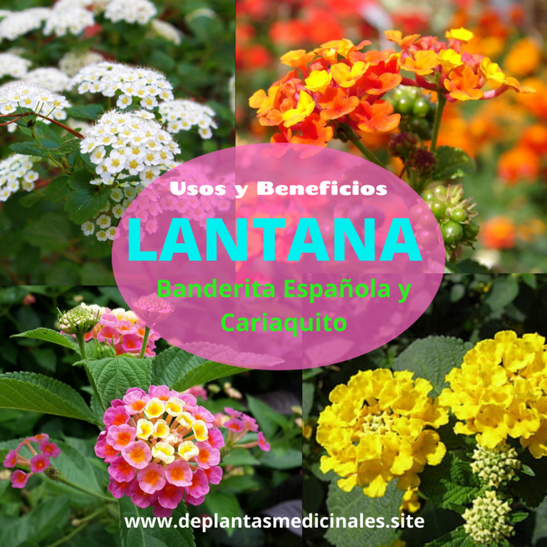 Lantana- Bandera española, cinco negritos y Cariaquito