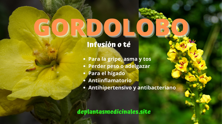 Infusión o té de gordolobo