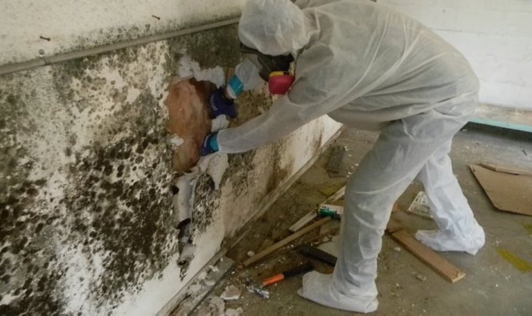 Mold Remediation