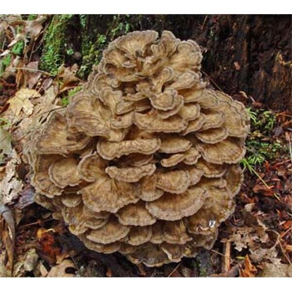 Image of maitake