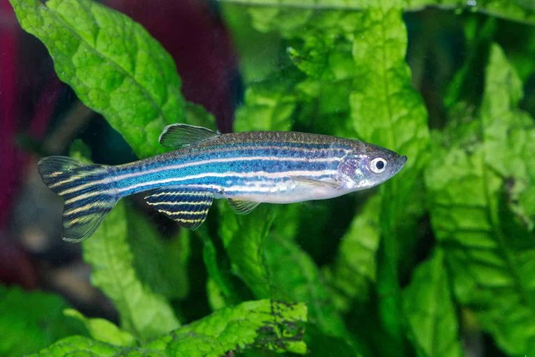 Zebra Danio (Danio rerio)